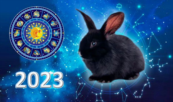 Rabbit Year 2022